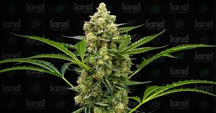 The Ultimate Guide to Gorilla Strain Effects, Benefits, and Cultivation The Ultimate Guide to Gorilla Strain Effects, Benefits, and Cultivation