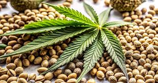 The Ultimate Guide to Gorilla Strain Effects, Benefits, and Cultivation The Ultimate Guide to Gorilla Strain Effects, Benefits, and Cultivation